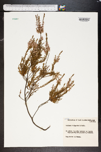 Calluna vulgaris image