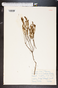 Ceratiola ericoides image