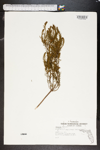 Ceratiola ericoides image