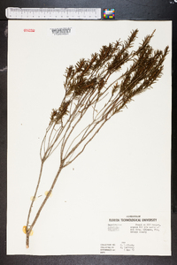 Ceratiola ericoides image