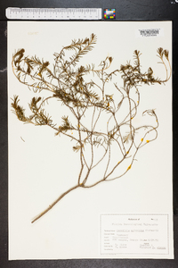 Ceratiola ericoides image