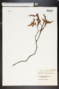 Chamaedaphne calyculata image