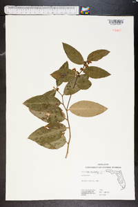 Leucothoe axillaris image