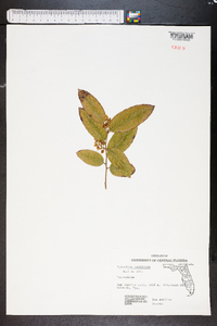 Leucothoe axillaris image