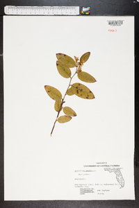 Leucothoe axillaris image