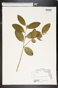 Leucothoe axillaris image