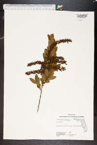 Leucothoe racemosa image