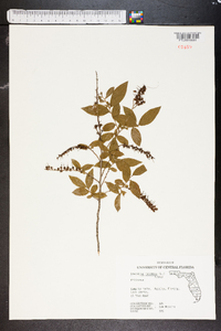 Leucothoe racemosa image
