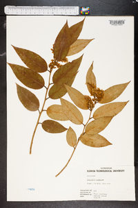 Leucothoe editorum image