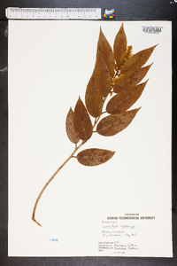 Leucothoe editorum image