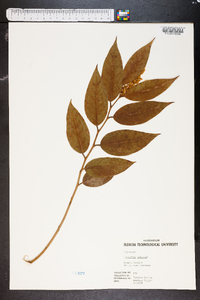 Leucothoe editorum image