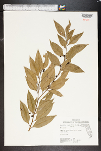 Leucothoe populifolia image