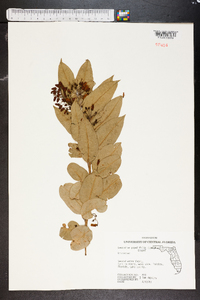 Leucothoe populifolia image