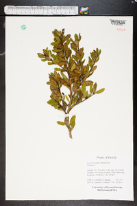 Lyonia ferruginea image