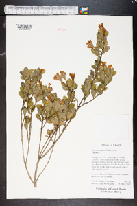 Lyonia ferruginea image