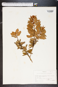Lyonia ferruginea image