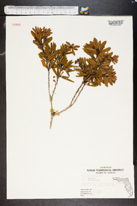 Lyonia ferruginea image