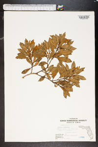 Lyonia ferruginea image