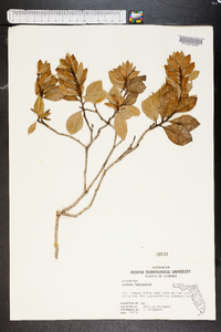 Lyonia ferruginea image