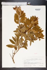 Lyonia ferruginea image