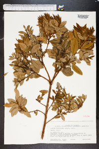 Lyonia ferruginea image