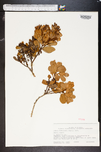Lyonia ferruginea image