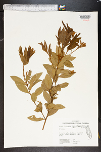 Lyonia ferruginea image