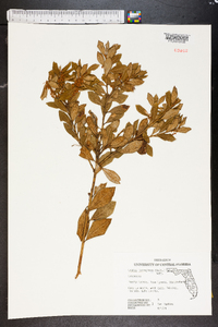 Lyonia ferruginea image