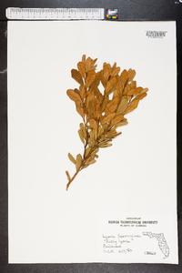 Lyonia ferruginea image