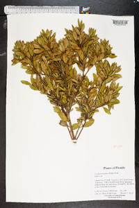 Lyonia ferruginea image