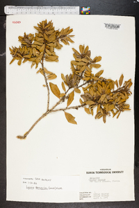 Lyonia ferruginea image