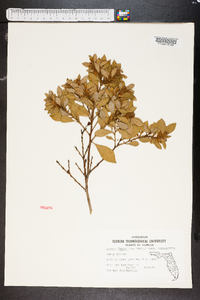 Lyonia ferruginea image