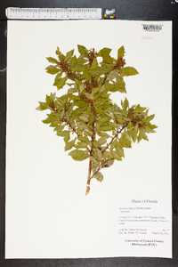 Lyonia ferruginea image