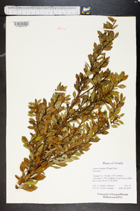 Lyonia ferruginea image