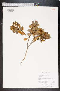 Lyonia ferruginea image