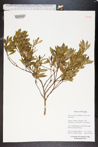 Lyonia fruticosa image