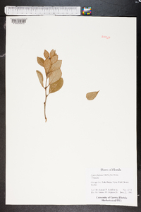 Lyonia fruticosa image