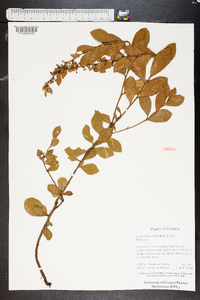 Lyonia fruticosa image