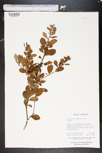 Lyonia fruticosa image