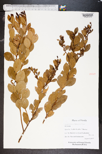 Lyonia fruticosa image