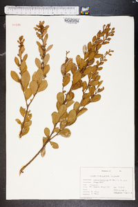 Lyonia fruticosa image