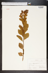 Lyonia fruticosa image