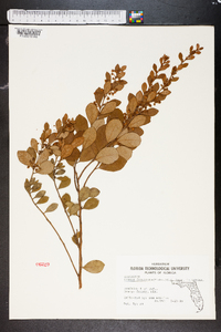 Lyonia fruticosa image