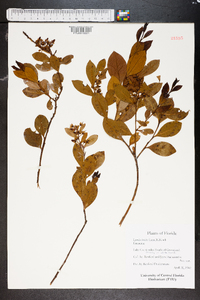 Lyonia lucida image