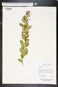 Lyonia lucida image