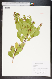 Lyonia lucida image