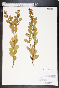 Lyonia lucida image