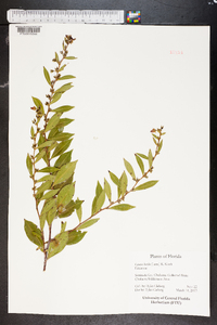 Lyonia lucida image