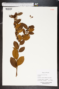 Lyonia lucida image