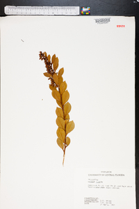 Lyonia lucida image